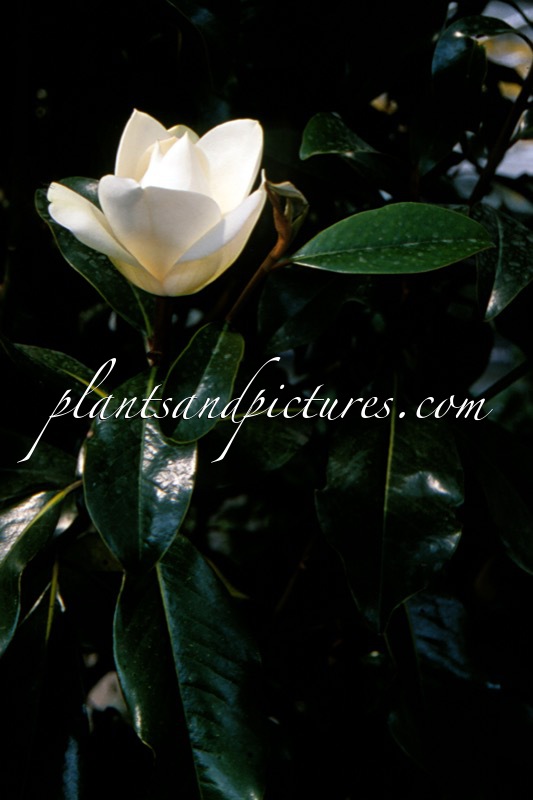 Magnolia grandiflora ‘Bracken’s Brown Beauty’
