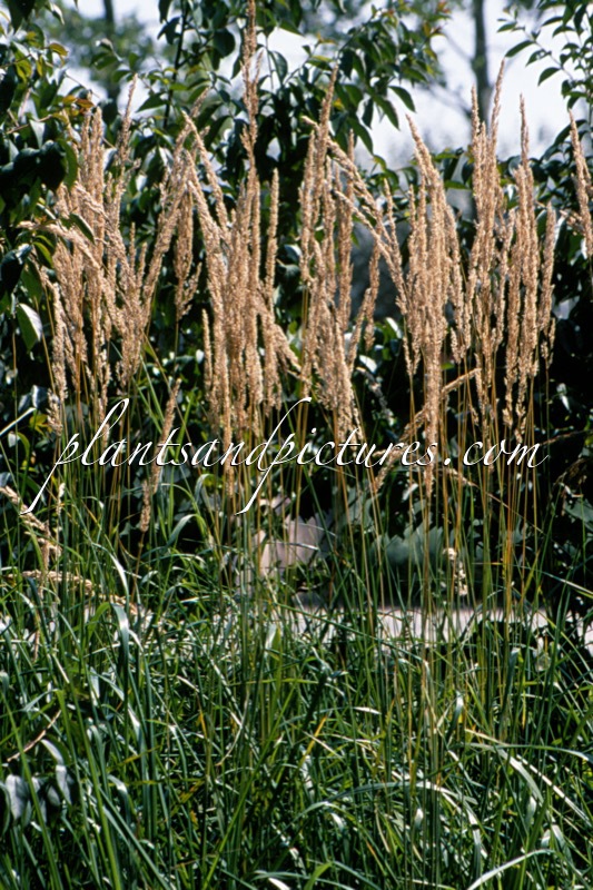 Calamagrostis acutiflora ‘Karl Foerster’