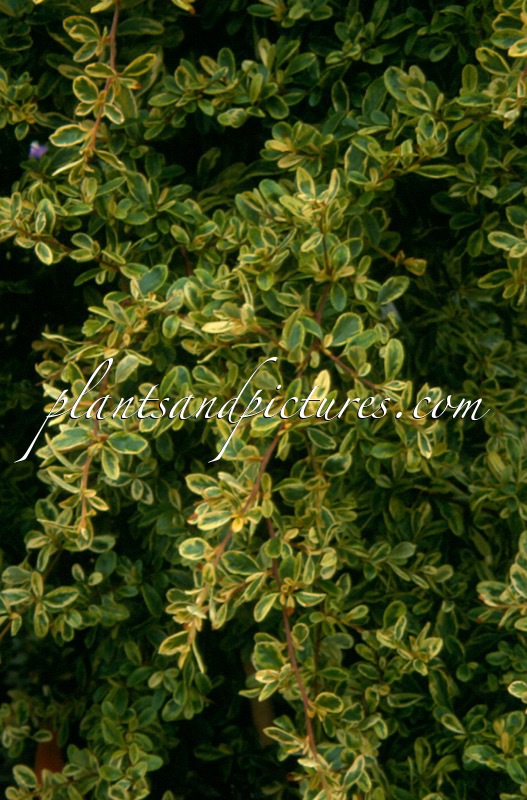 Pyracantha ‘Cadvar’ (SAPHYR PANACHE)