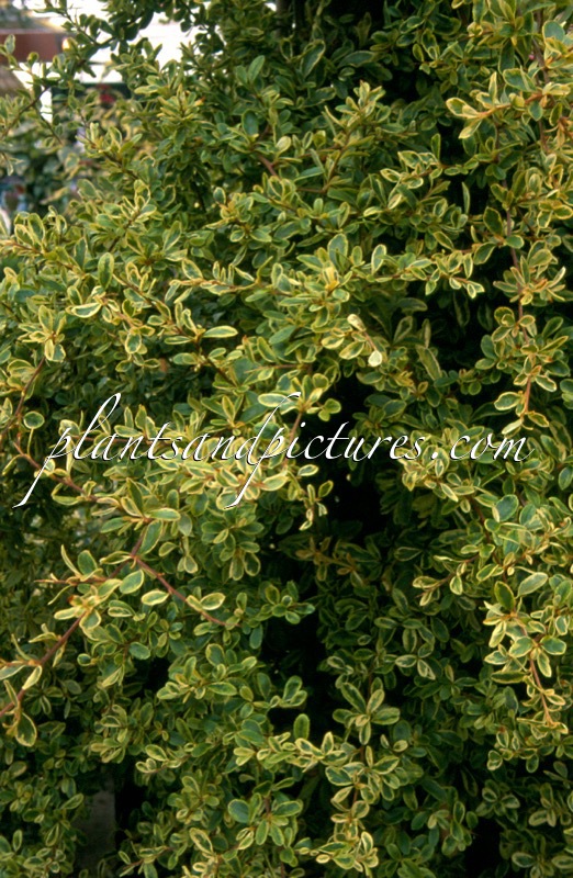 Pyracantha ‘Cadvar’ (SAPHYR PANACHE)
