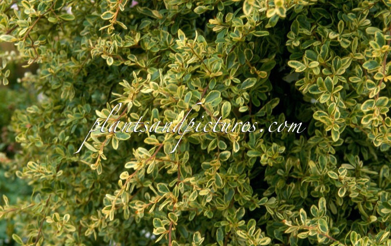 Pyracantha ‘Cadvar’ (SAPHYR PANACHE)