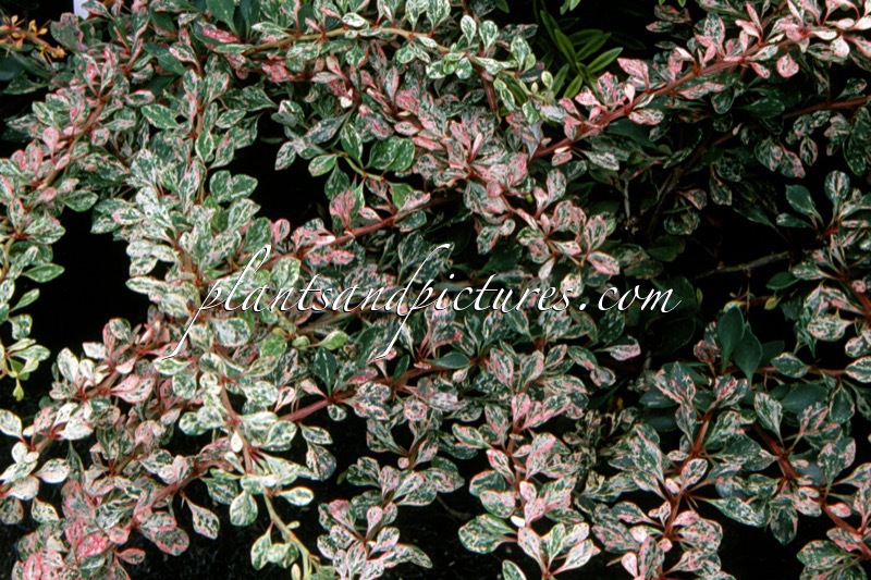 Berberis thunbergii ‘Sparkler’