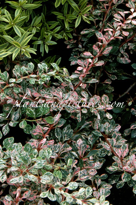 Berberis thunbergii ‘Sparkler’