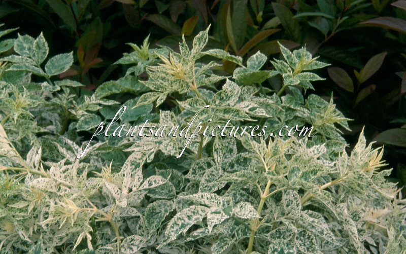 Sambucus nigra ‘Pulverulenta’