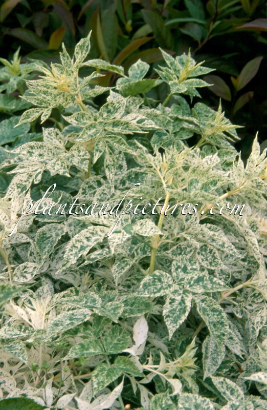 Sambucus nigra ‘Pulverulenta’