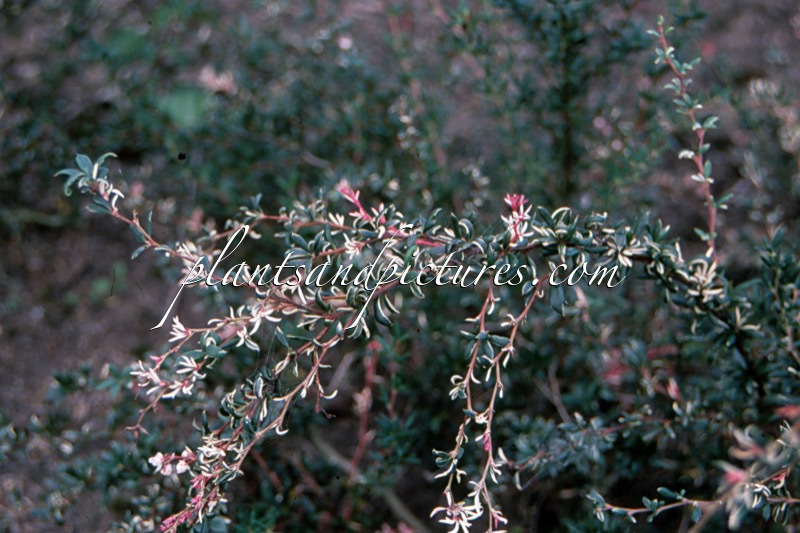 Berberis stenophylla ‘Pink Pearl’