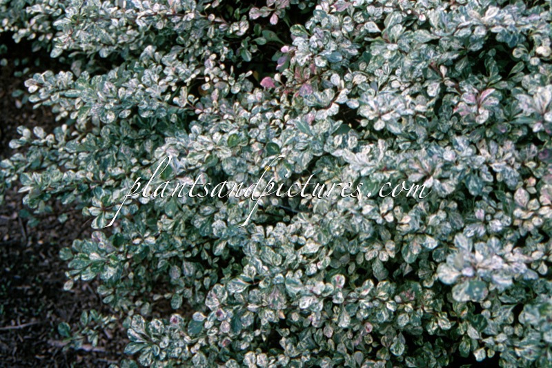 Berberis thunbergii ‘Kelleriis’