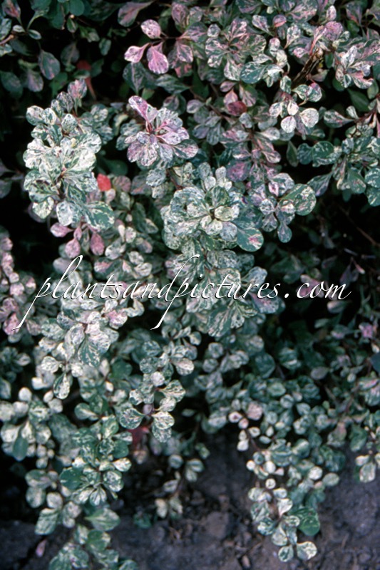 Berberis thunbergii ‘Kelleriis’
