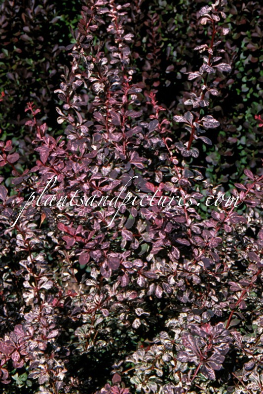 Berberis thunbergii ‘Rosetta’
