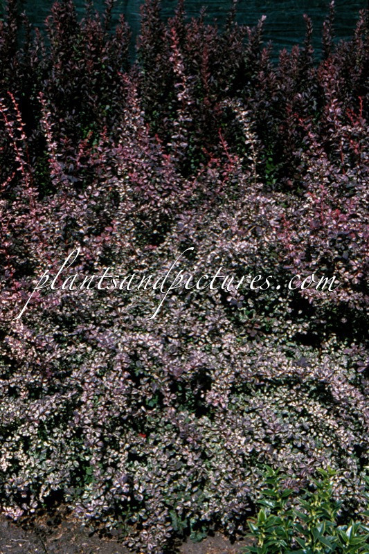 Berberis thunbergii ‘Rosetta’