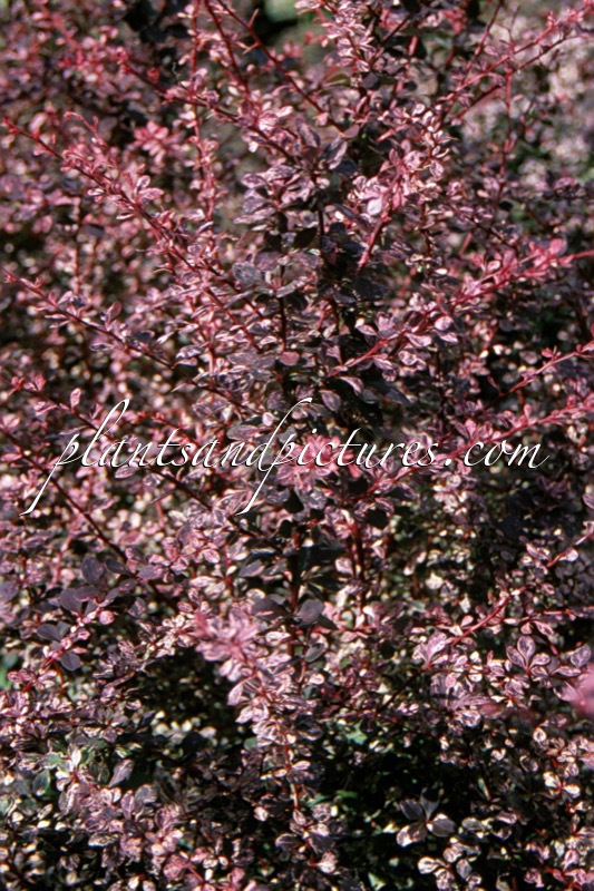 Berberis thunbergii ‘Harlequin’