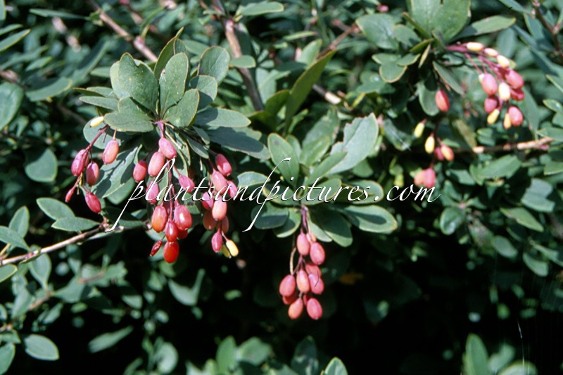 Berberis ‘Hard’s Flash’
