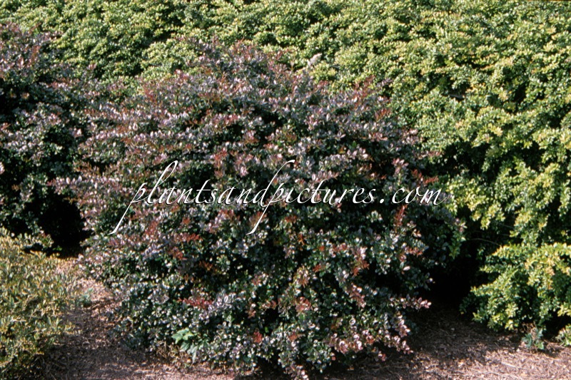 Berberis media ‘Red Jewel’
