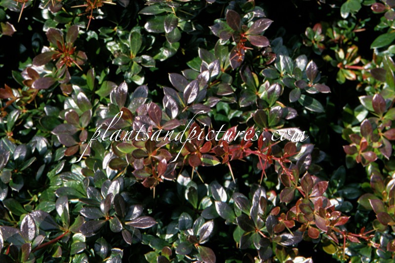 Berberis media ‘Red Jewel’