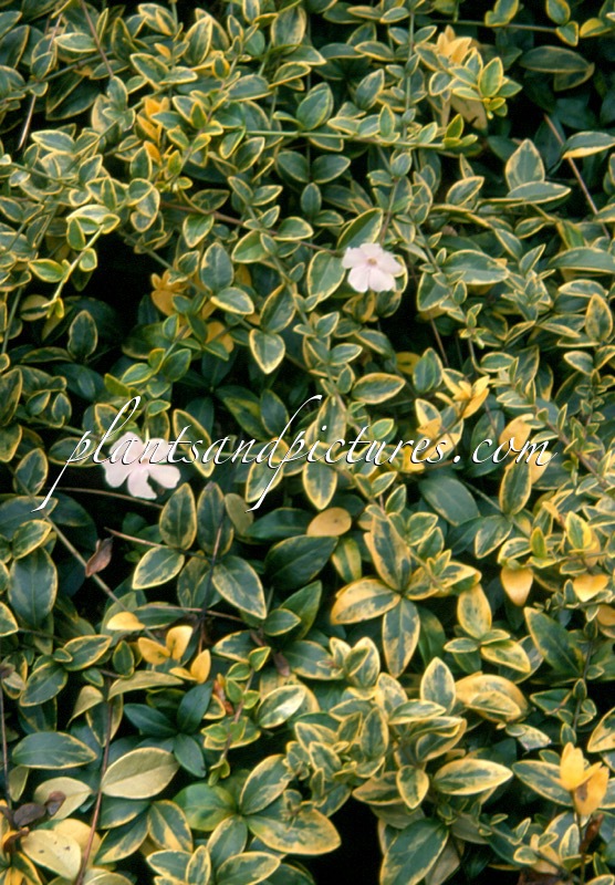 Vinca minor ‘Aureovariegata’