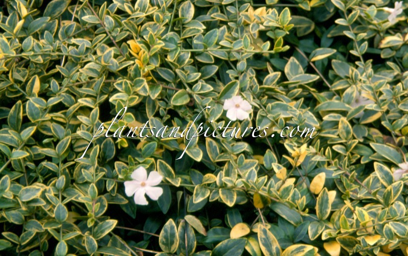 Vinca minor ‘Aureovariegata’