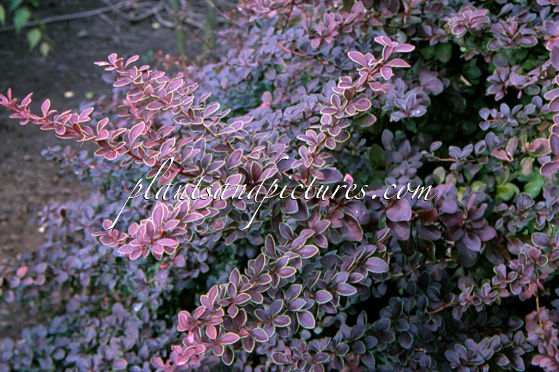 Berberis thunbergii ‘Golden Ring’