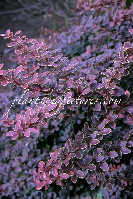Berberis thunbergii ‘Golden Ring’