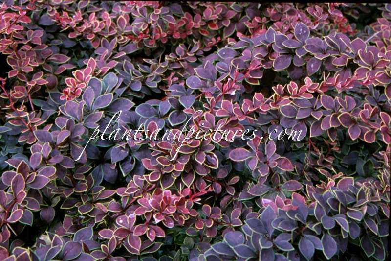 Berberis thunbergii ‘Coronita’