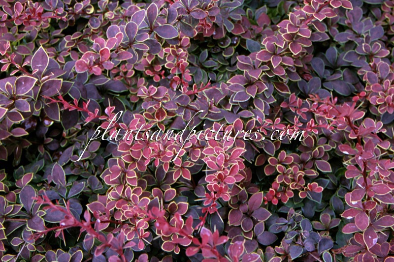 Berberis thunbergii ‘Coronita’