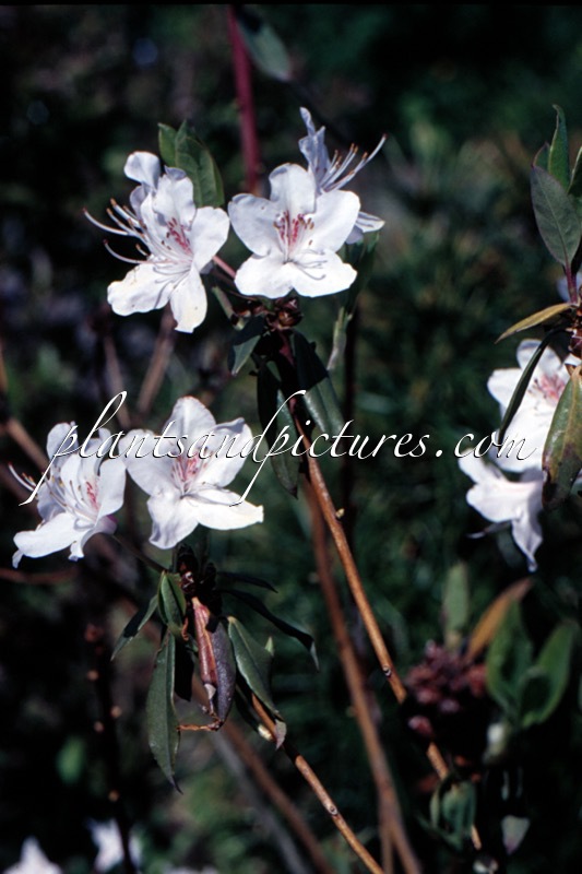 Rhododendron caeruleum