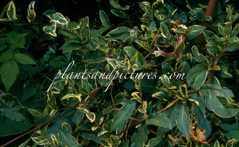 Lonicera japonica ‘Maskerade’