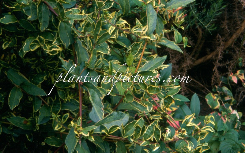 Lonicera japonica ‘Maskerade’