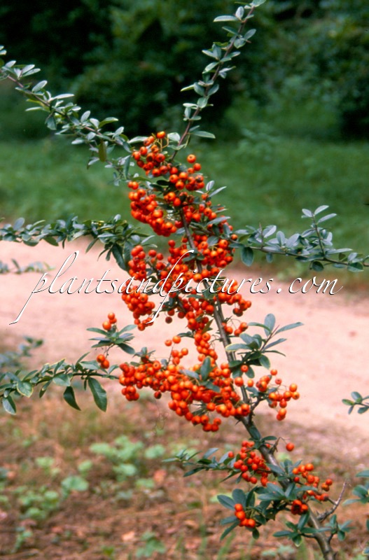 Pyracantha ‘Orange Charmer’