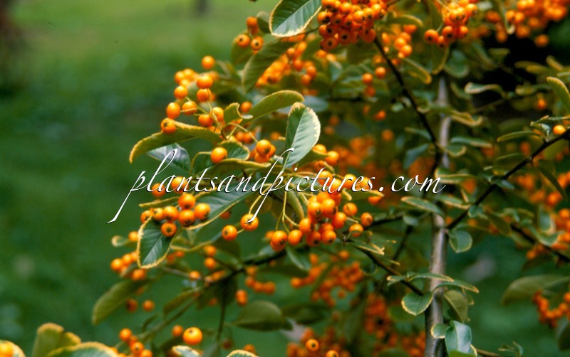 Pyracantha ‘Renault d’Or’