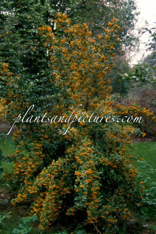 Pyracantha ‘Renault d’Or’