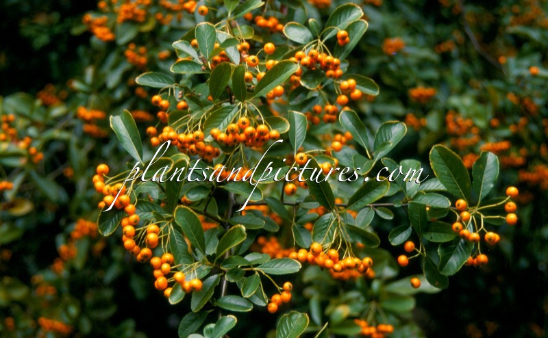 Pyracantha ‘Renault d’Or’