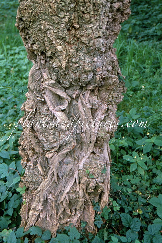 Robinia pseudoacacia ‘Stricta’