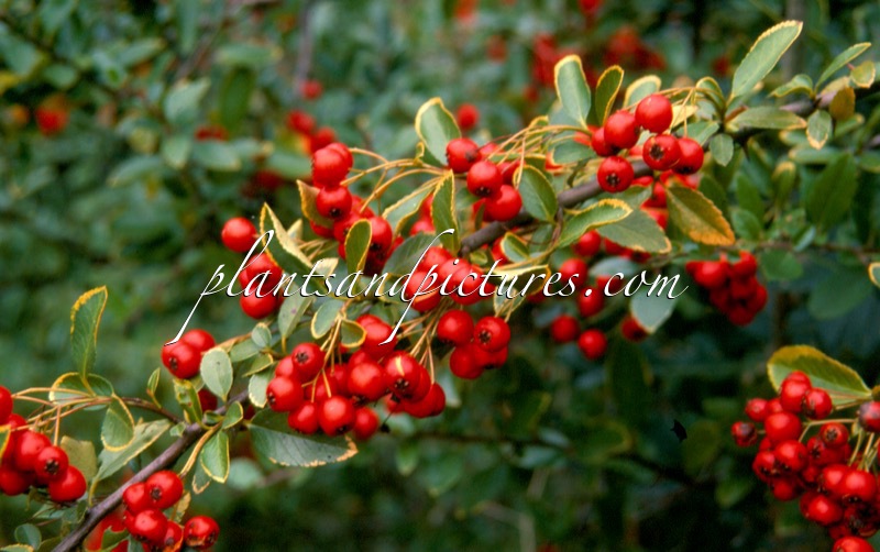 Pyracantha coccinea ‘Lani’