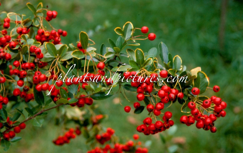 Pyracantha coccinea ‘Lani’