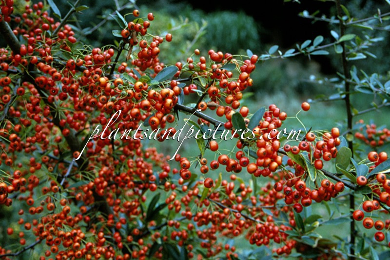 Pyracantha ‘Interrada’ (DART’S RED)