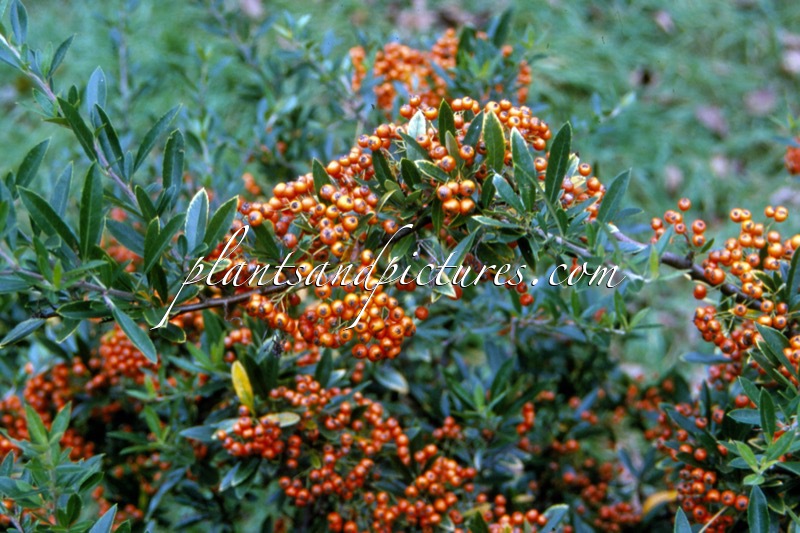 Pyracantha ‘Fiery Cascade’