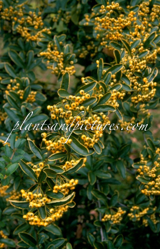 Pyracantha ‘Golden Glow’