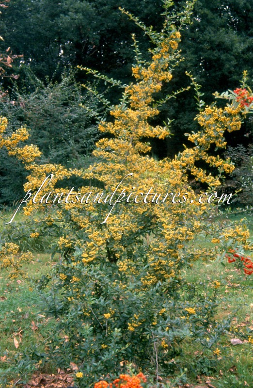 Pyracantha ‘Golden Glow’