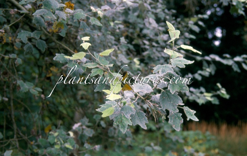 Populus alba ‘Nivea’