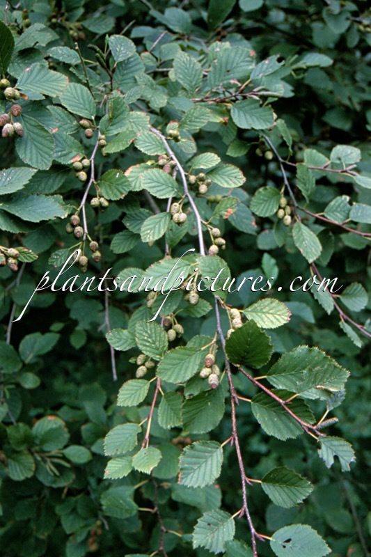 Alnus viridis