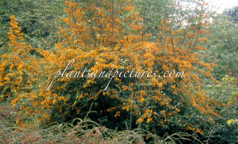 Pyracantha ‘Dart’s Daffodil’