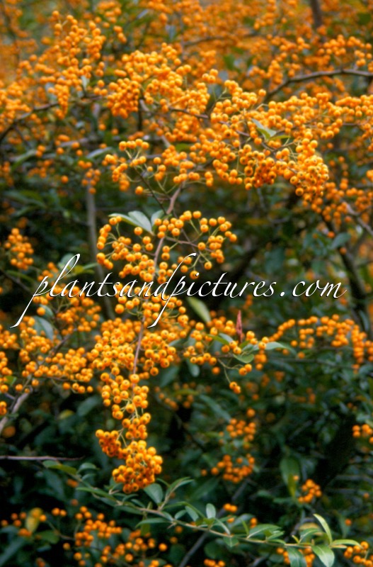 Pyracantha ‘Dart’s Daffodil’