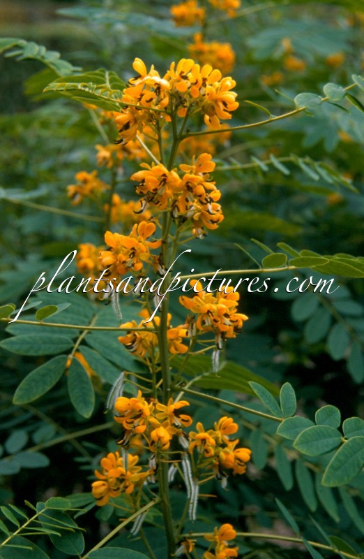 Senna hebecarpa