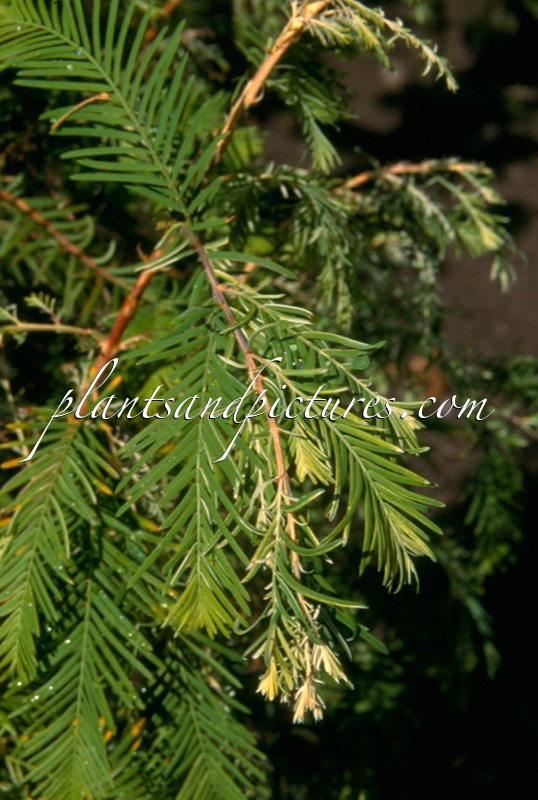 Metasequoia glyptostroboides ‘White Spot’