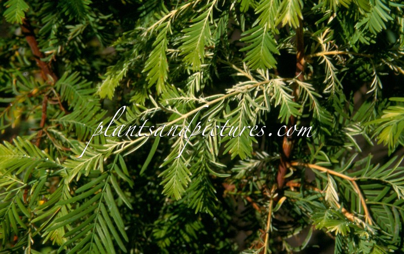 Metasequoia glyptostroboides ‘White Spot’