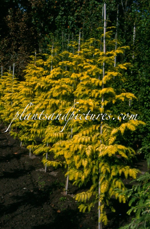 Metasequoia glyptostroboides ‘Ogon’ (GOLDRUSH)