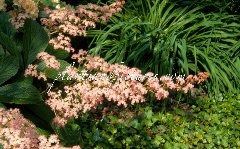 Robinia pseudoacacia ‘Tortuosa’