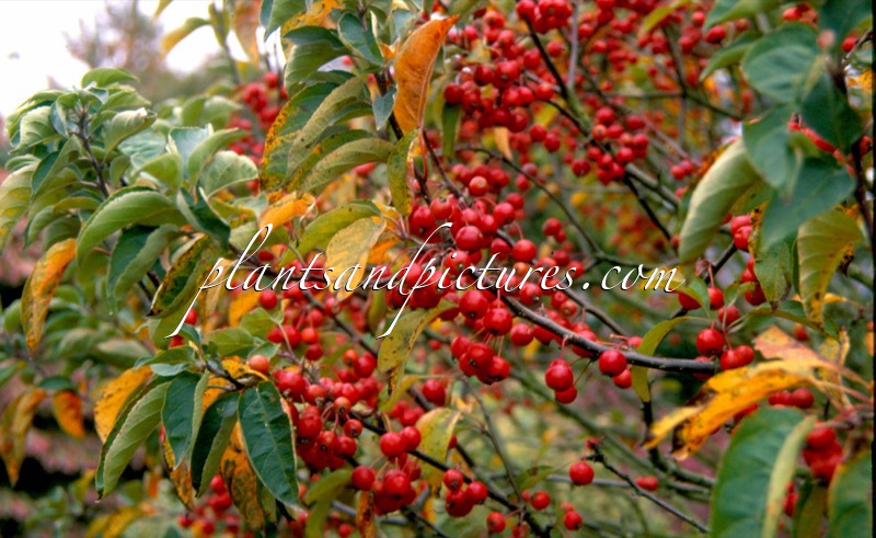 Malus ‘Courtabri’ (POM’ZAI)