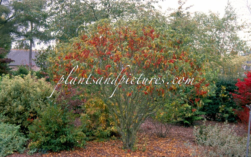 Malus ‘Courtabri’ (POM’ZAI)