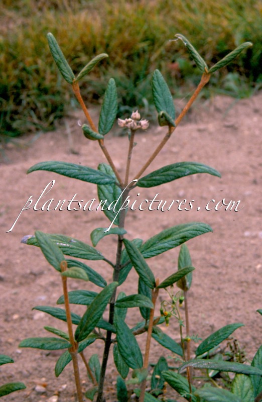 Viburnum ‘Decker’